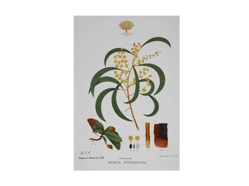 Maxwell & Williams Royal Botanic Garden Tea Towel 50x70cm Wattle